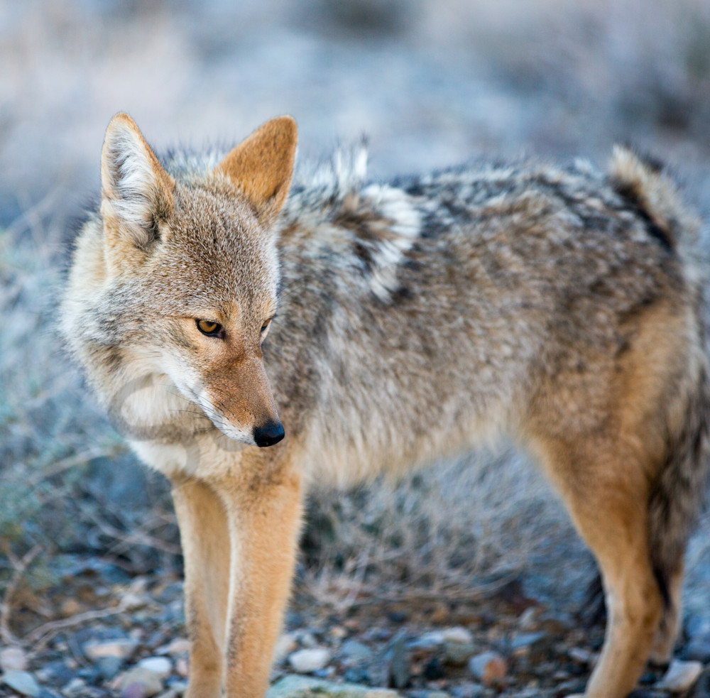 Death Valley Coyote Photography Art | Barb Gonzalez Photography