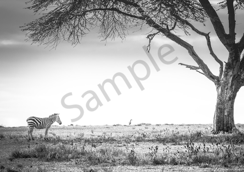 Stunning Black and White Zebra and Tree photo