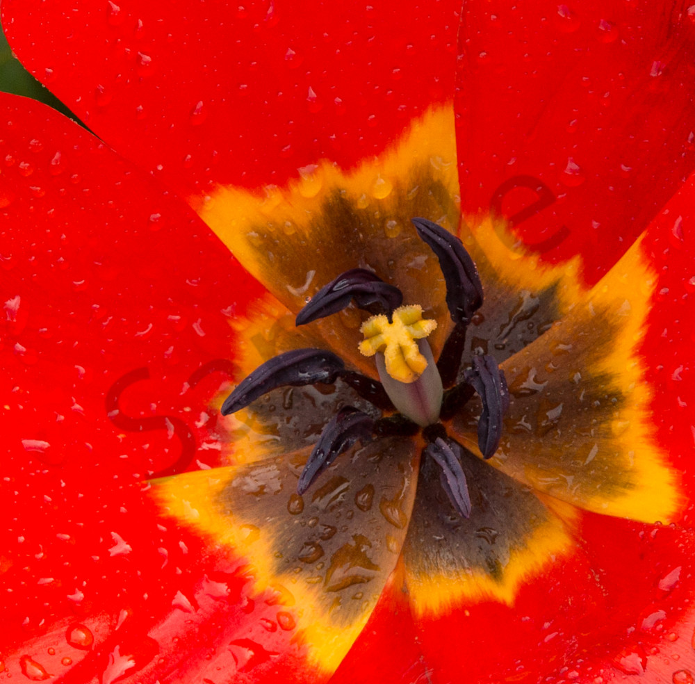 Fiery Tulip Stamin Photography Art | Barb Gonzalez Photography