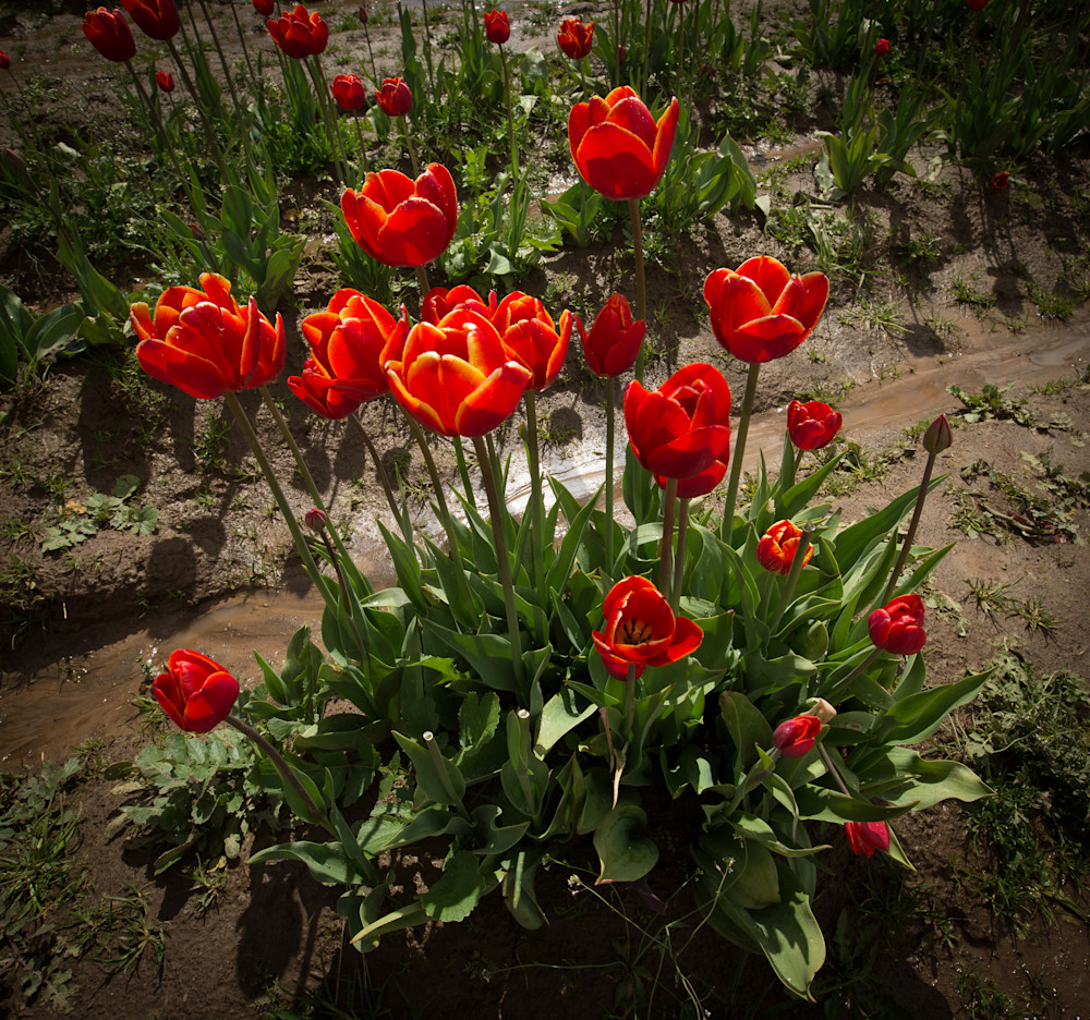 Red Tulips After Rain Photography Art | Barb Gonzalez Photography