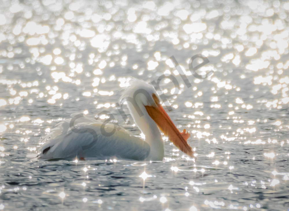 White pelican swimming in sparkling water photo.