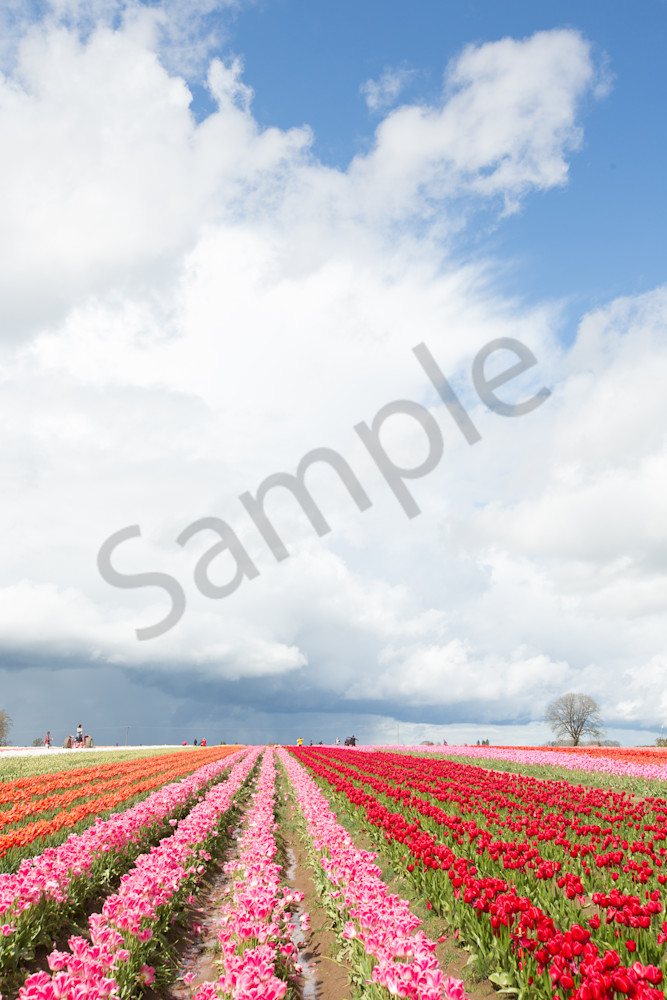 Tulip Fields Blue Sky Photography Art | Barb Gonzalez Photography