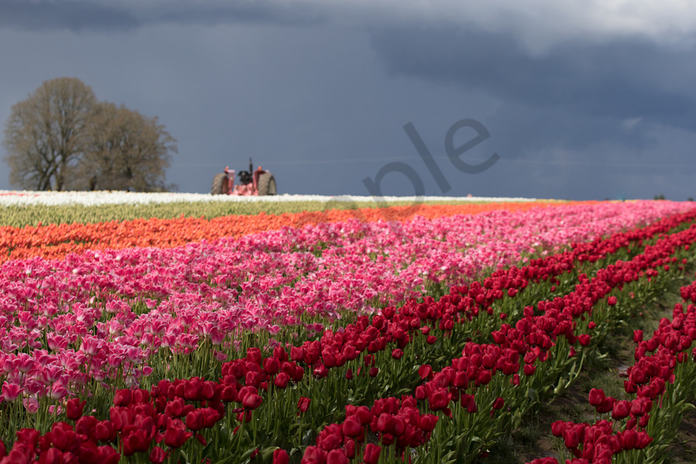 Stormy Tulip Fields Photography Art | Barb Gonzalez Photography