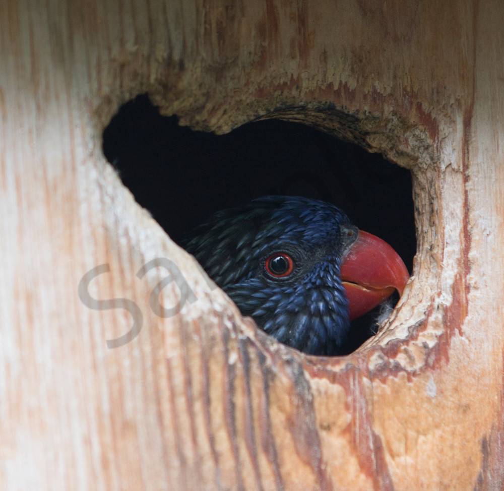 Lorakeet Heart Photography Art | Barb Gonzalez Photography