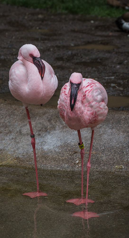 Moody Flamingo  Fine Art Photo for sale | Barb Gonzalez Photography