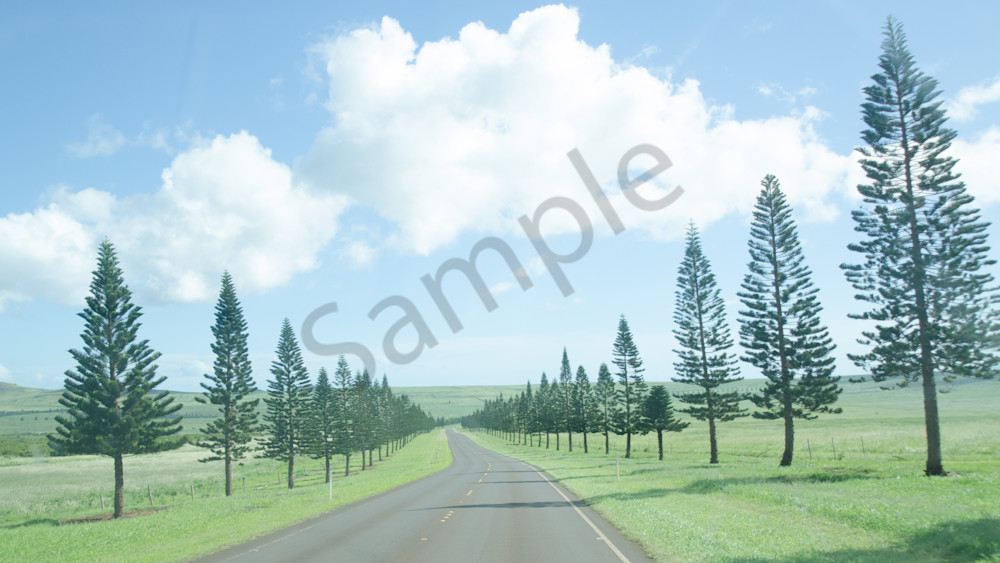 Lanai tree-lined road art photo for sale