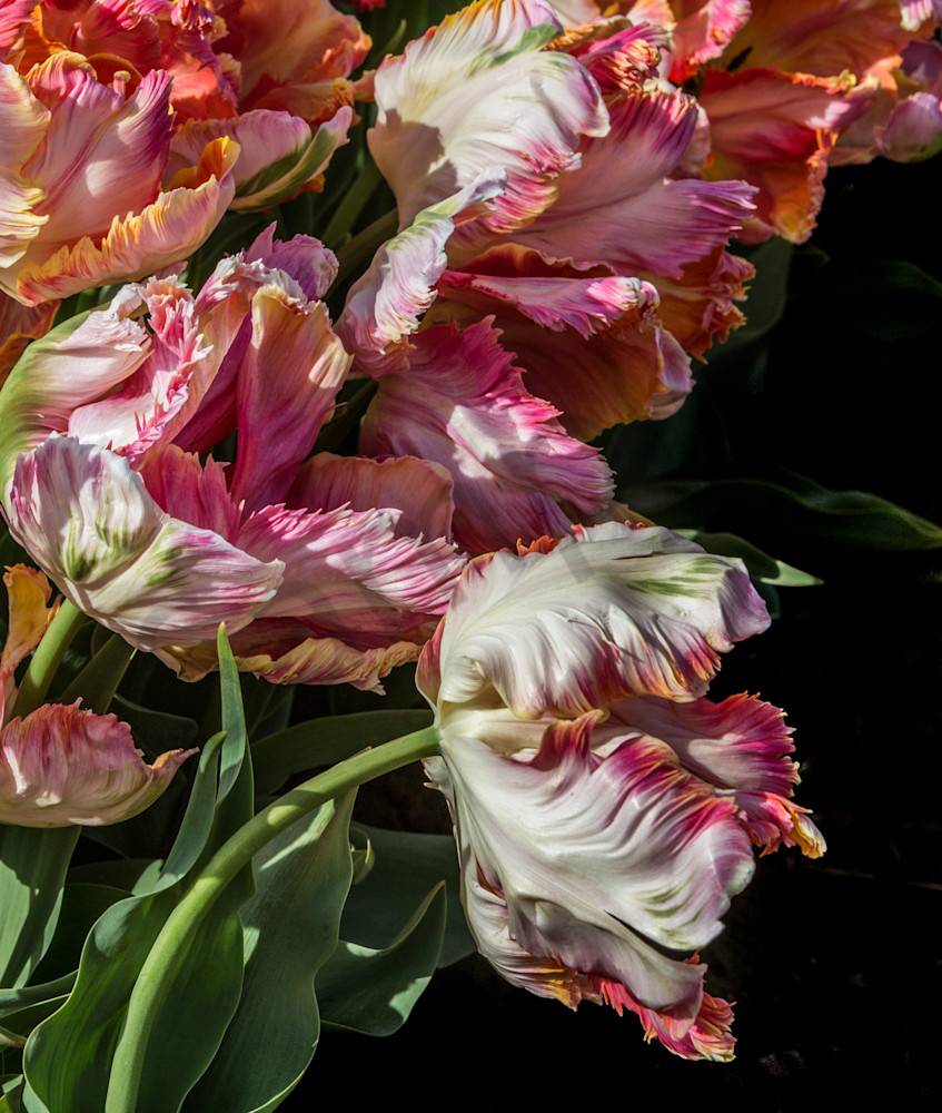 Ruffled Tulips Fine Art Photo