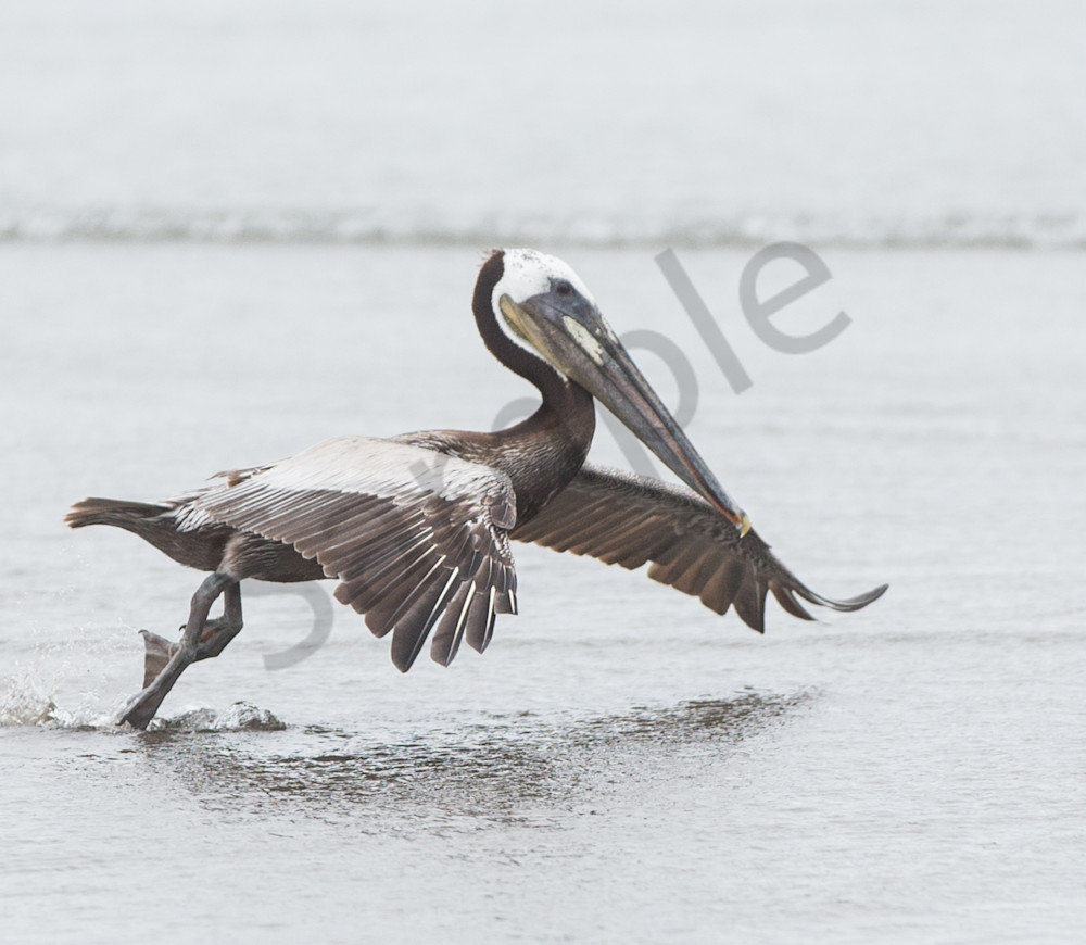 Brown Pelican takeoff photo