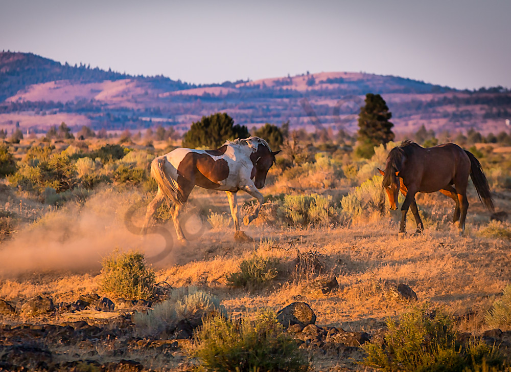 Stunning Horse Sunset  Photo for Sale By Barb Gonzalez Photography