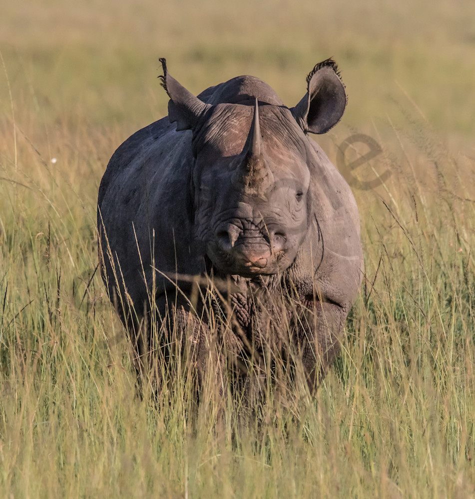 Rare Black Rhino Photo for sale by Barb Gonzalez Photography