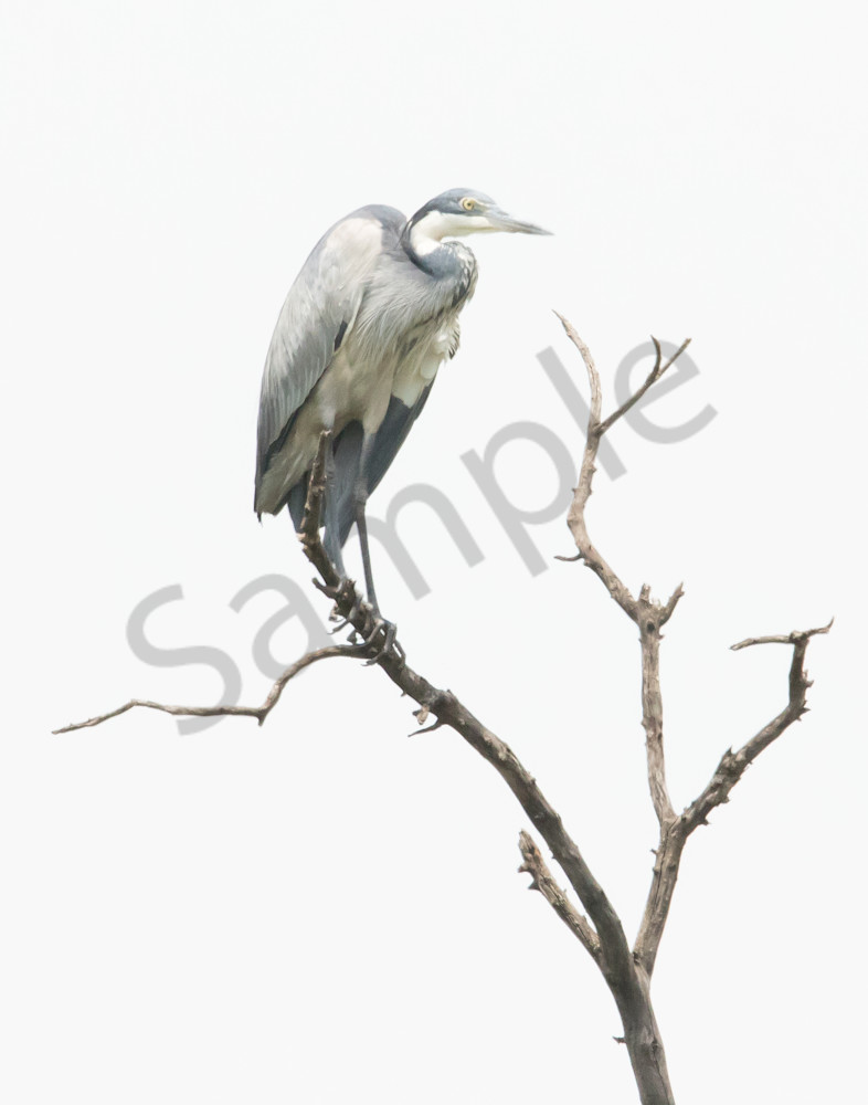 Heron On Branch Africa Photography Art | Barb Gonzalez Photography