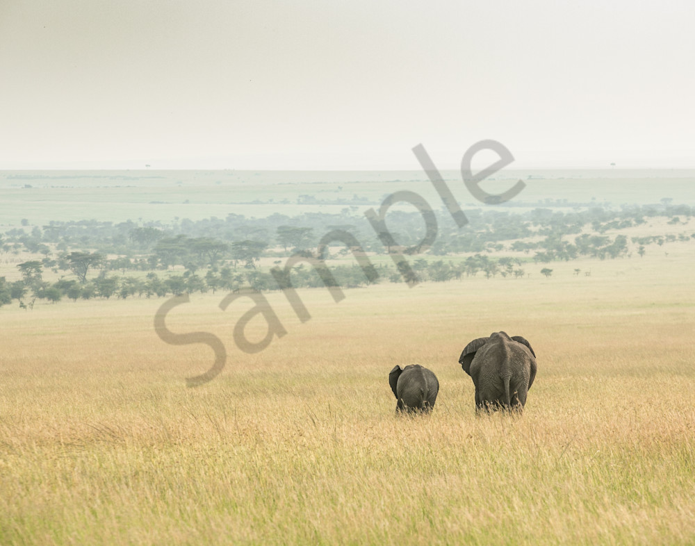 Lone mother and baby elephant photo on Savannah in Africa photo for sale by Barb Gonzalez photography