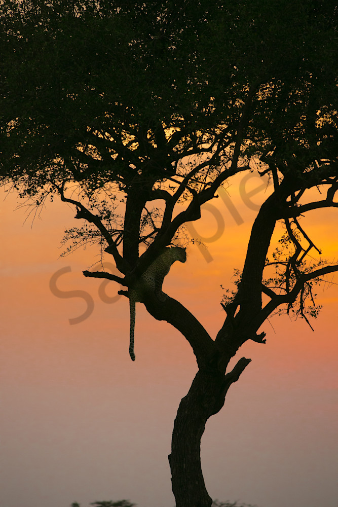 Leopard Sunset Vertical Photography Art | Barb Gonzalez Photography