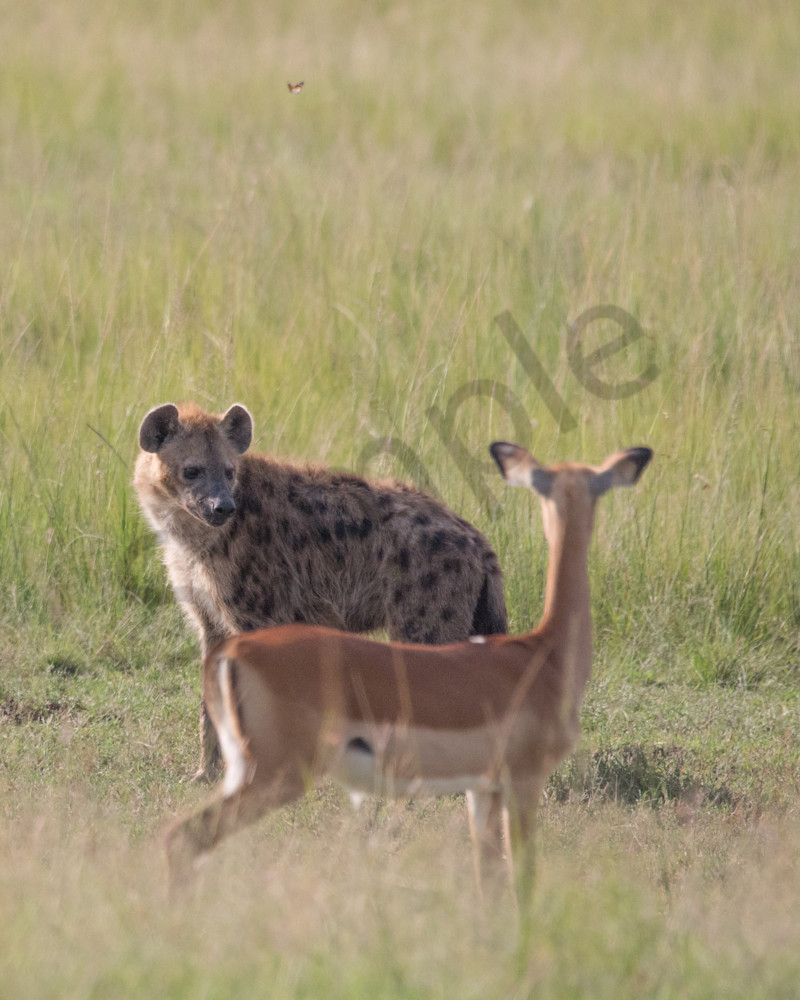 Hyena And Impala Photography Art | Barb Gonzalez Photography