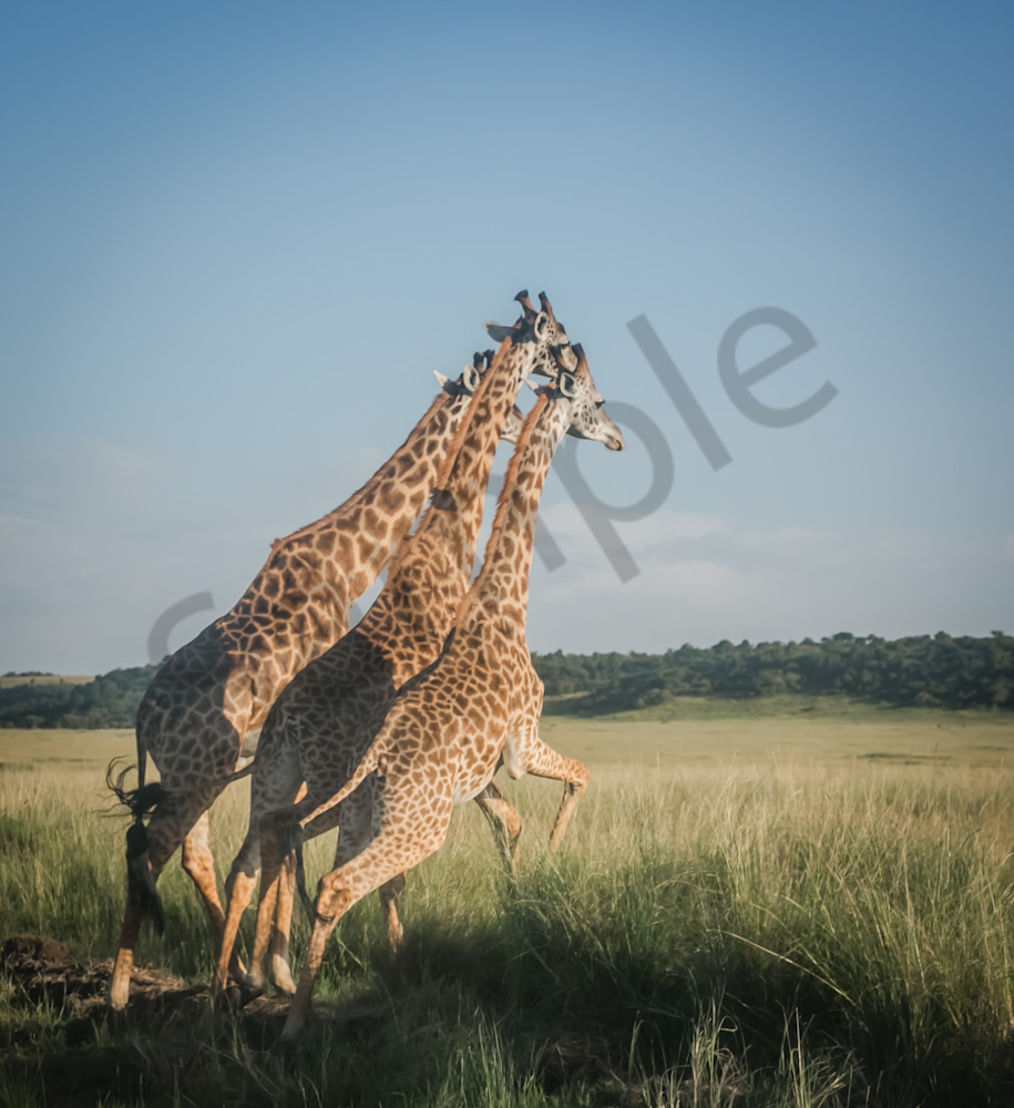 3 Running Giraffes Photo- Wildlife fine art photography in Canvas, Metal and Archival Print
