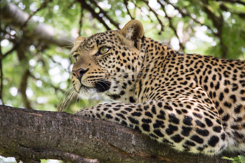 Leopard In Tree Photography Art | Barb Gonzalez Photography