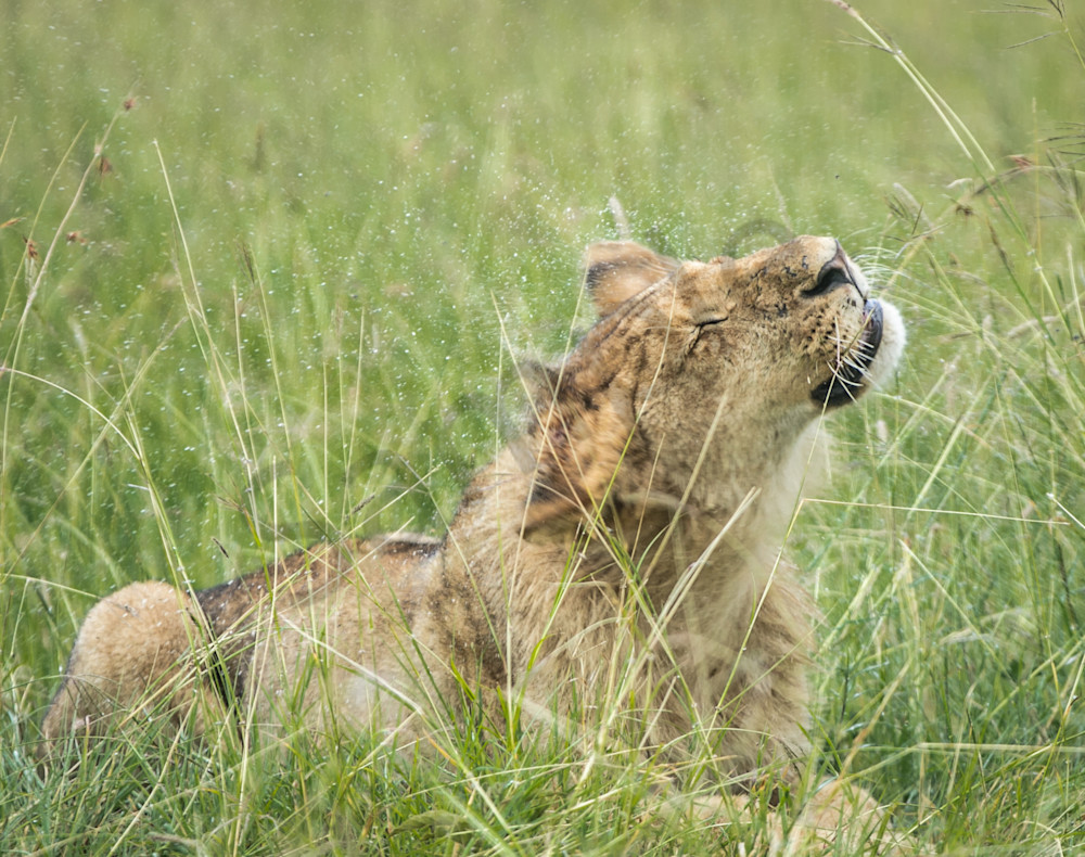 Lioness Shakes off Rain Photo for Sale By Barb Gonzalez Photography