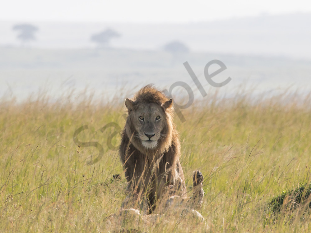 Photo of lions in afterglow of mating for sale by Barb Gonzalez Photography