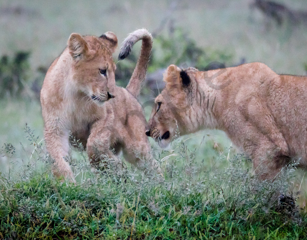 Lion Cubs Playing Photography Art | Barb Gonzalez Photography