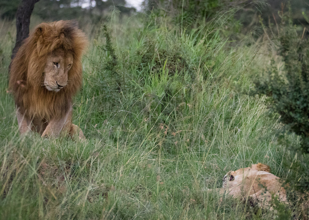 Male lion begging female to mate photo by Barb Gonzalez Photography