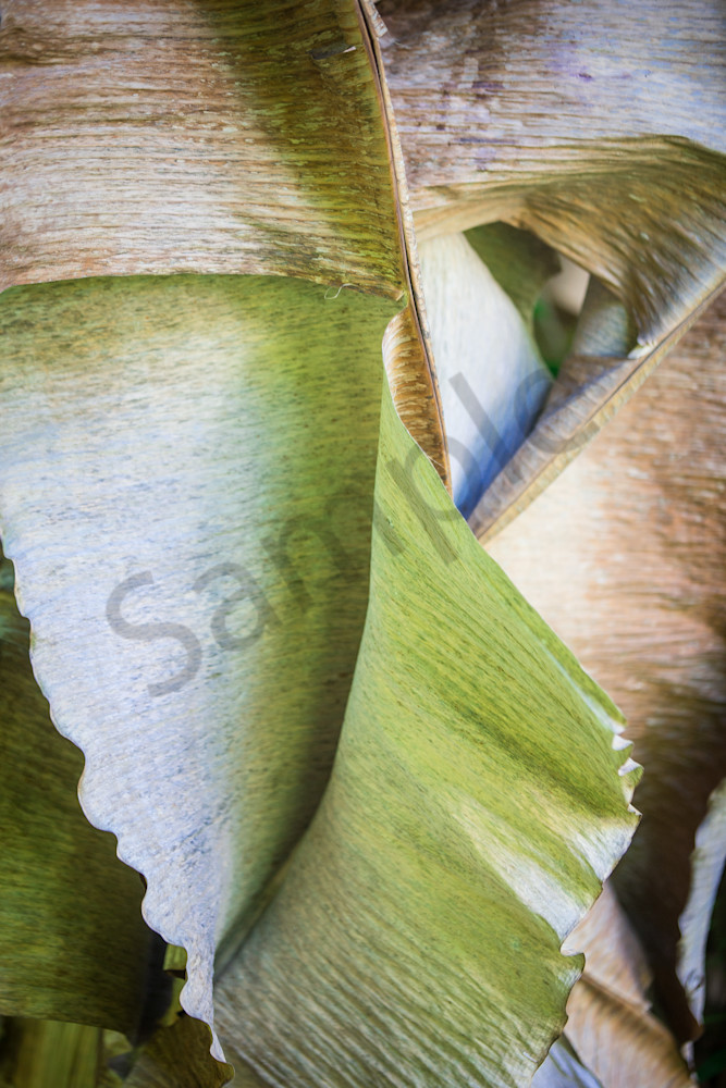 Abstract photo of banana leaves for sale