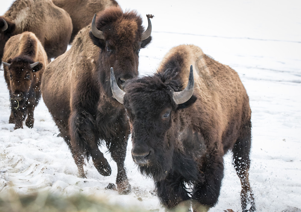 Bison running in snow photo for sale by Barb Gonzalez Photography