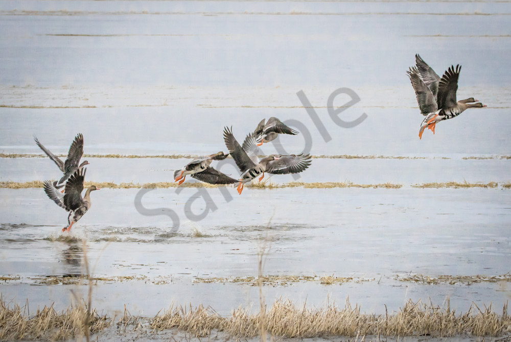 White Fronted Geese Takeoff Photography Art | Barb Gonzalez Photography