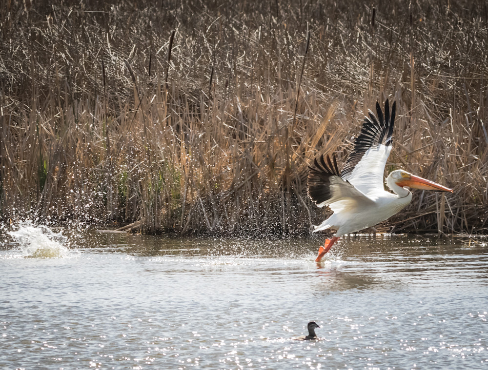 White Pelican Takeoff Photography Art | Barb Gonzalez Photography