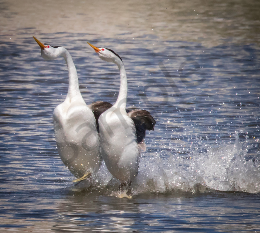 Dancing Grebes Front View Photography Art | Barb Gonzalez Photography