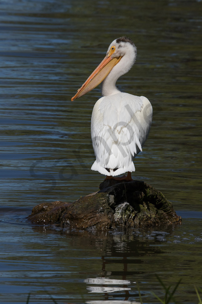 Western White Pelican On Rock Photography Art | Barb Gonzalez Photography