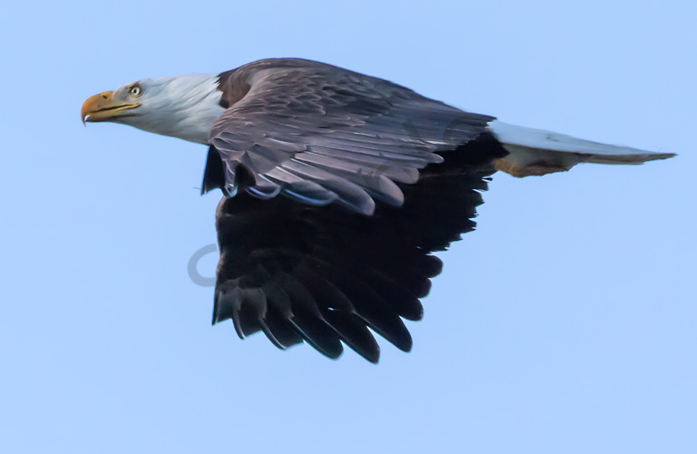 Bald Eagle flight soaring photo