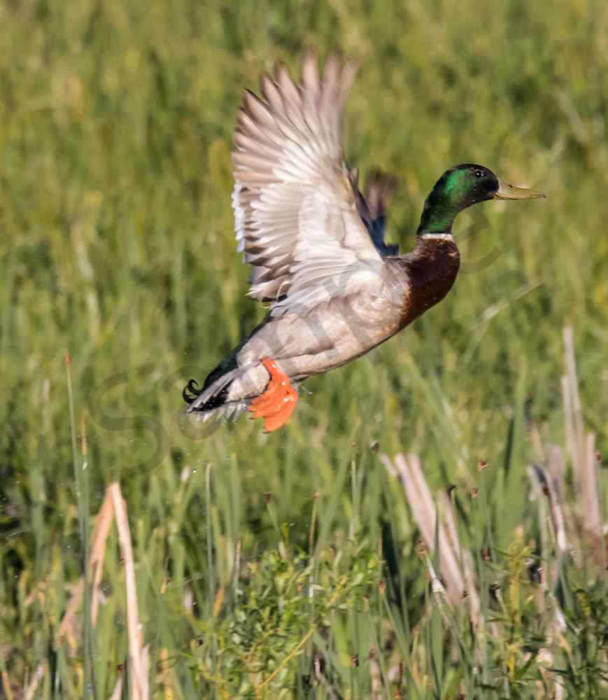 Mallard Duck Take Off Photo