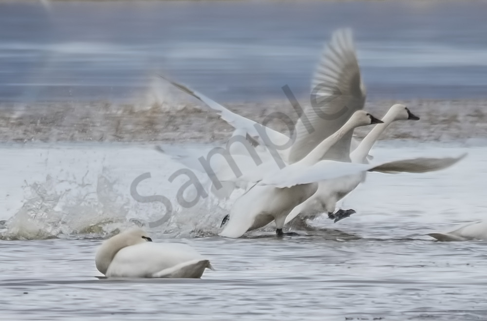 Dual Swan Takeoff Photography Art | Barb Gonzalez Photography