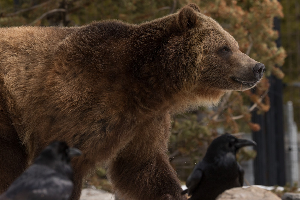 Photo of Grizzly Bear and Raven in Snow for sale by Barb Gonzalez Photography
