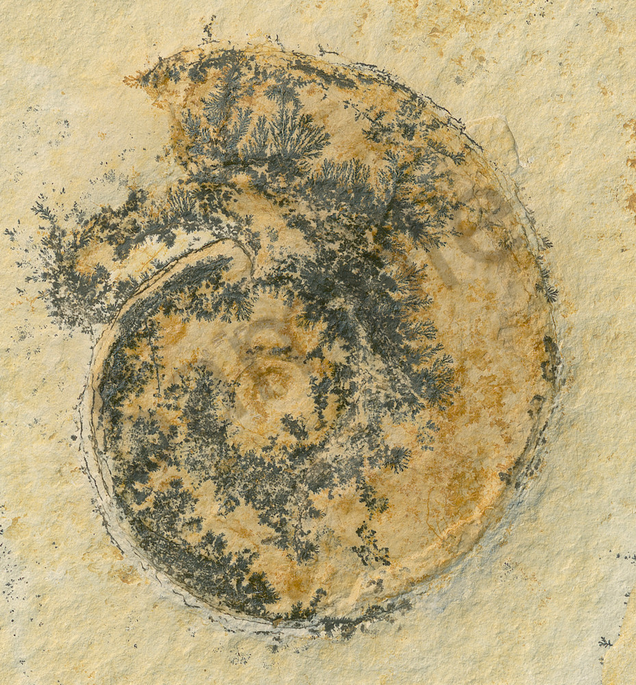 German Ammonite with Dendrites