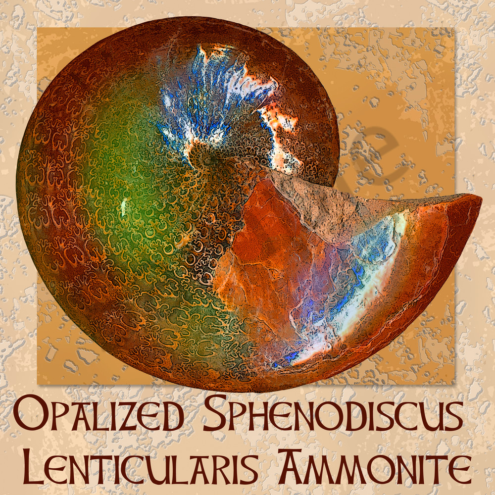 Opalized Sphenodiscus Lenticularis