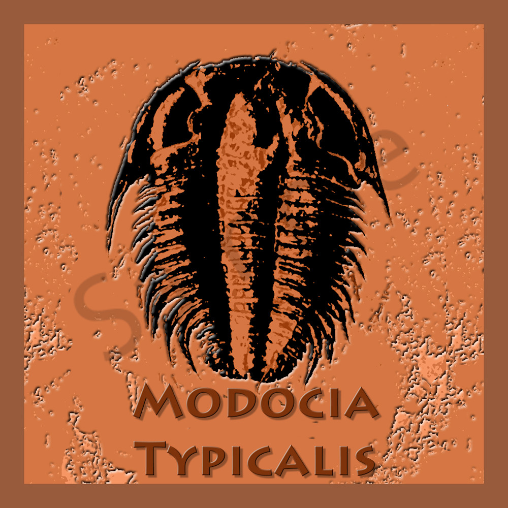 Modocia Typicalis Fossil Trilobite