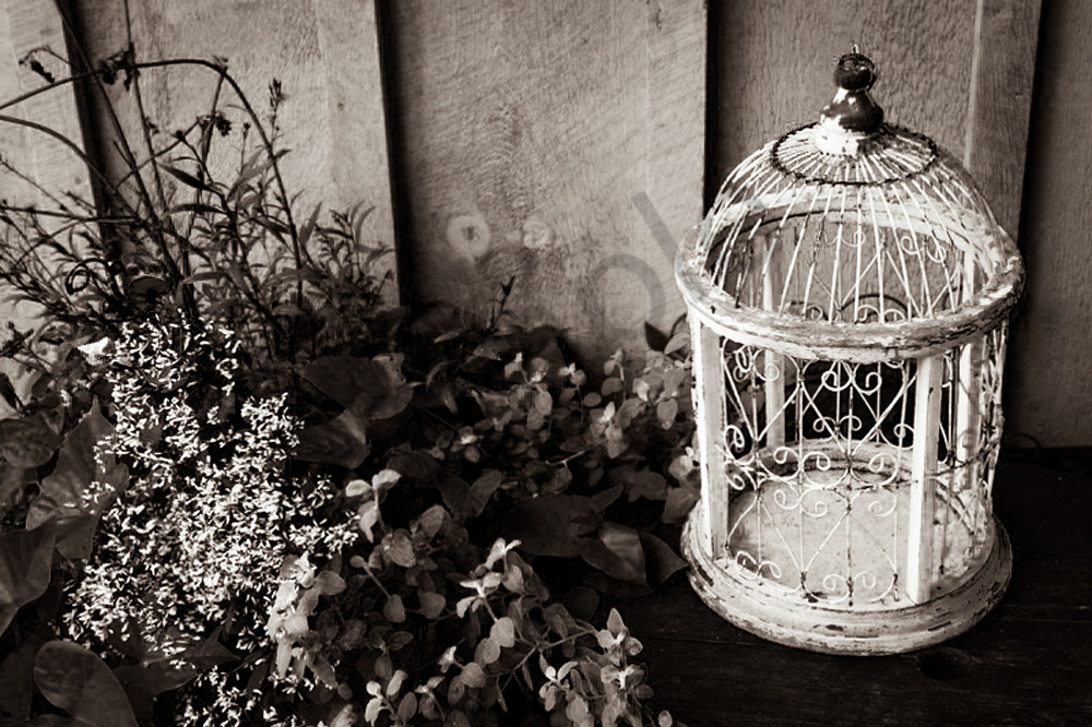 Rustic black & white photograph of an antique birdcage for sale as fine art by Sage & Balm