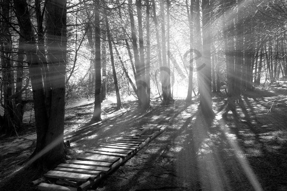 Black & white photograph of light rays through the forest for sale as fine art by Sage & Balm