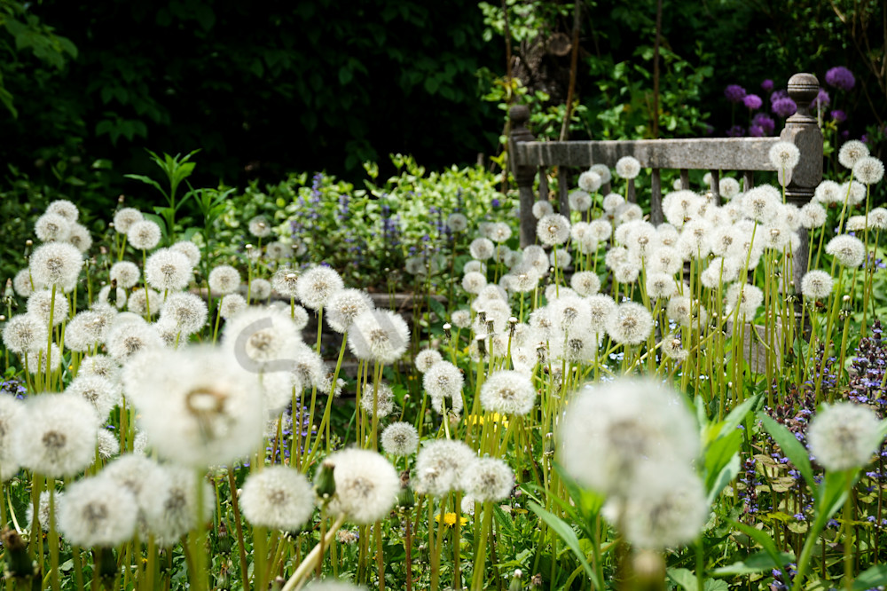 Dandelion Garden Photography Art Sage & Balm Photography