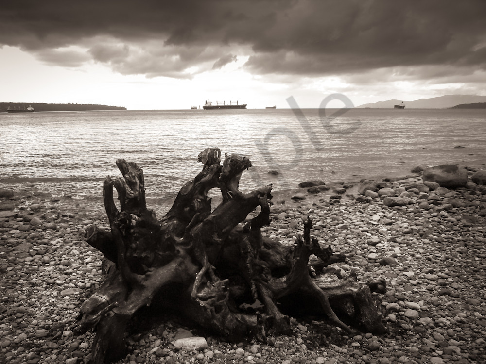Driftwood On Stanley Park Beach Photography Art