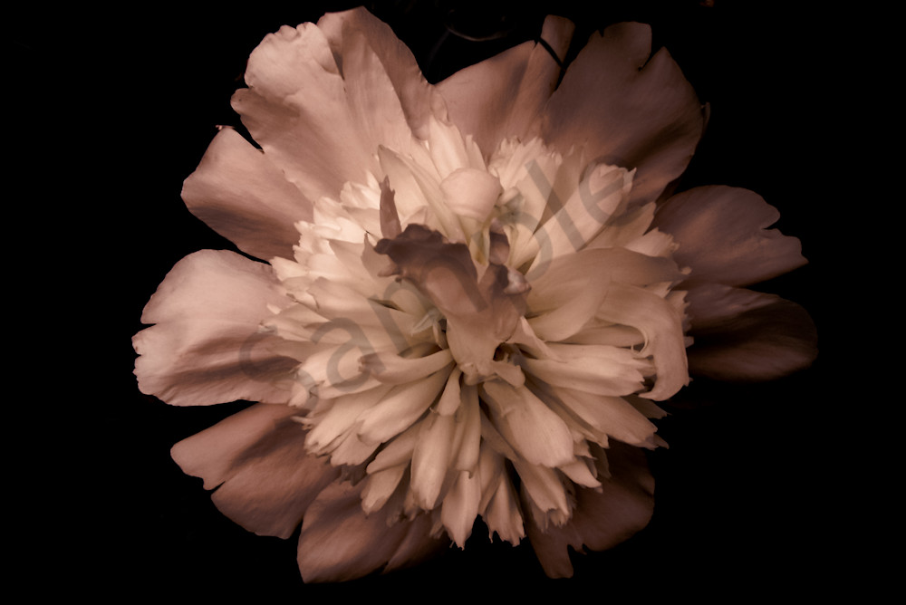 Floral photograph of a moody, light pink peony and black background, for sale as fine art by Sage & Balm