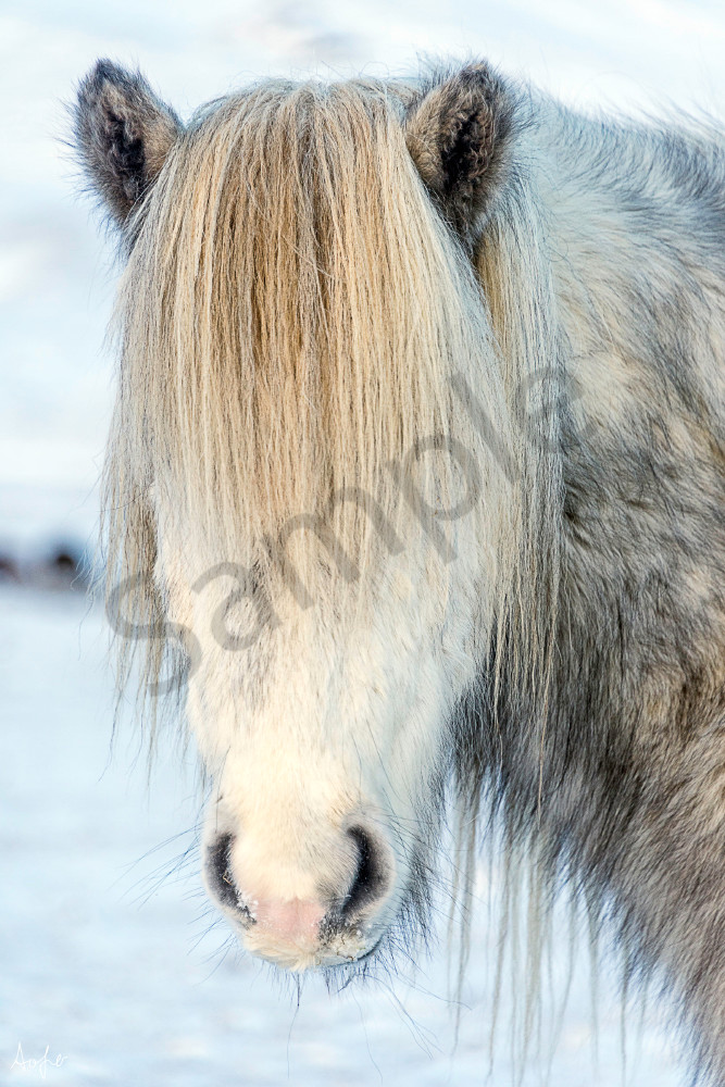 Gray Icelandic horse with mane covering face, in an art photograph