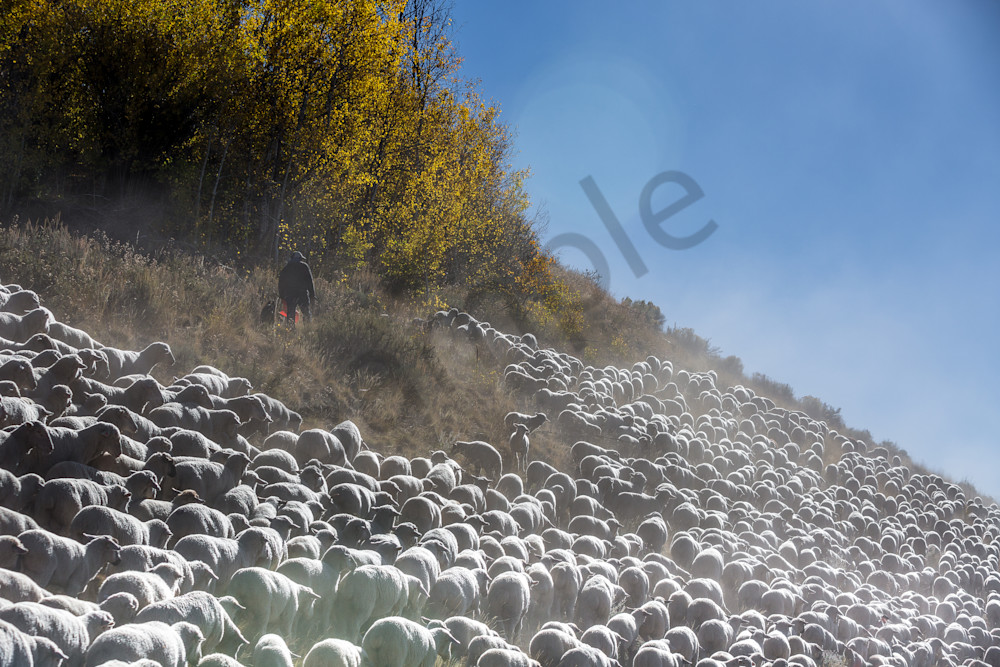 massive sheep on hill photo by Barb Gonzalez Photography
