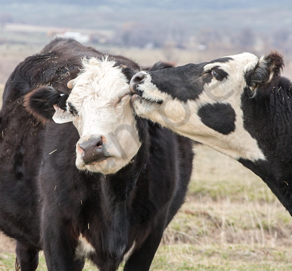 Kissing Cows Photography Art | Barb Gonzalez Photography