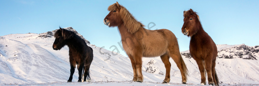 Panorama of three Icelandic horses in the snow, photograph as art