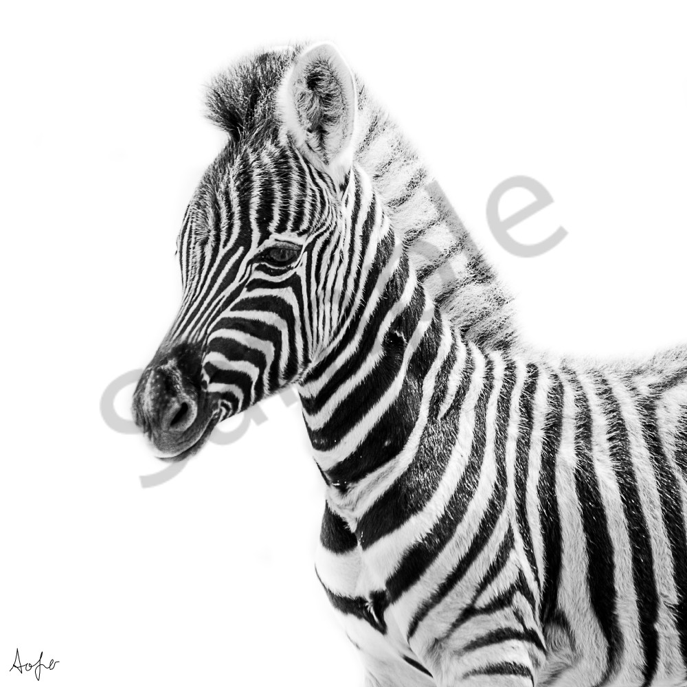 Baby zebra in black and white with white background art photograph