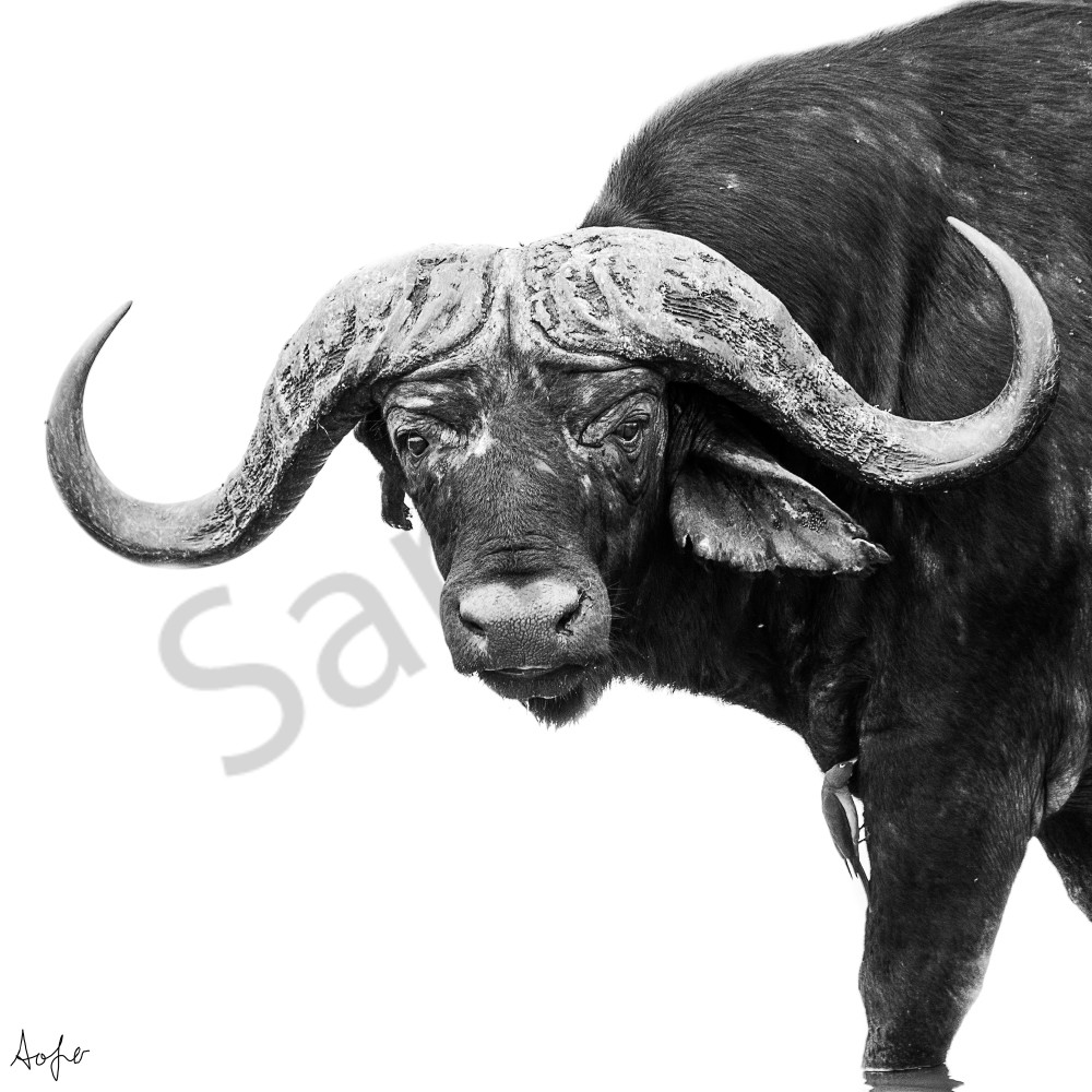 African buffalo facing camera with white background