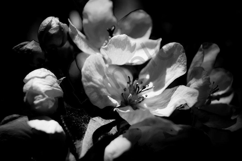 Black White Floral Photograph Of Romantic Cherry Blossoms For Sale By Sage Balm