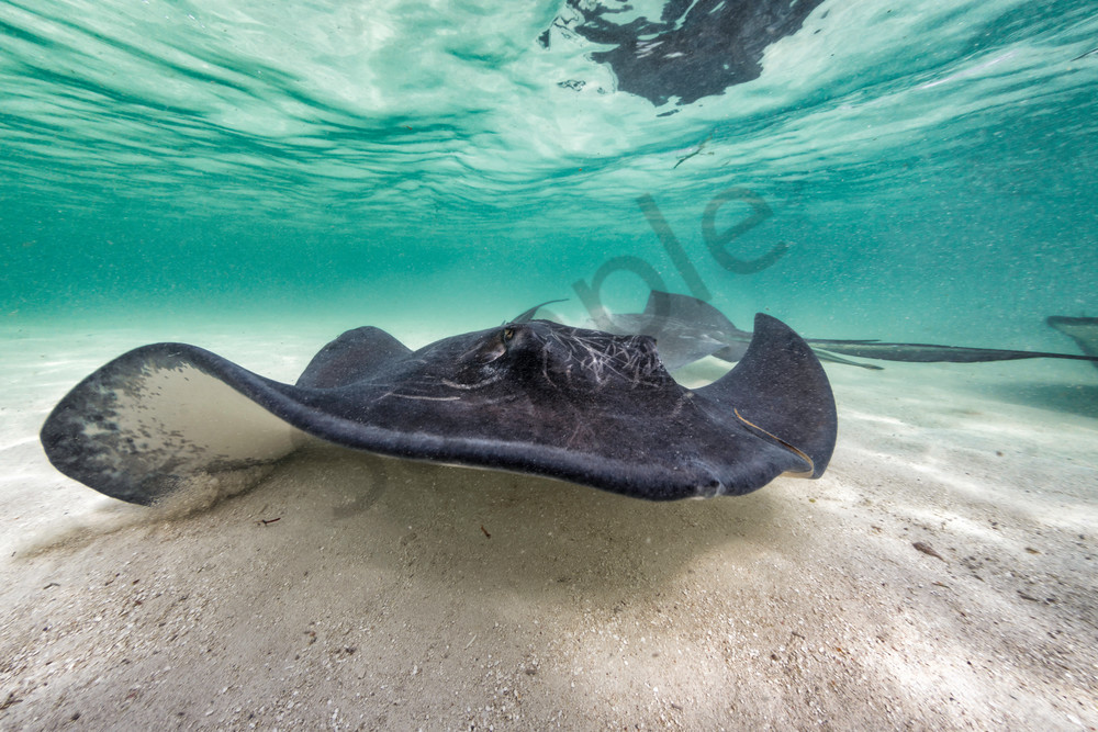 Marine Life Photography | Giant Stingrays by Leighton Lum